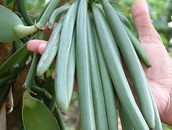 Vanille uit Nederland?