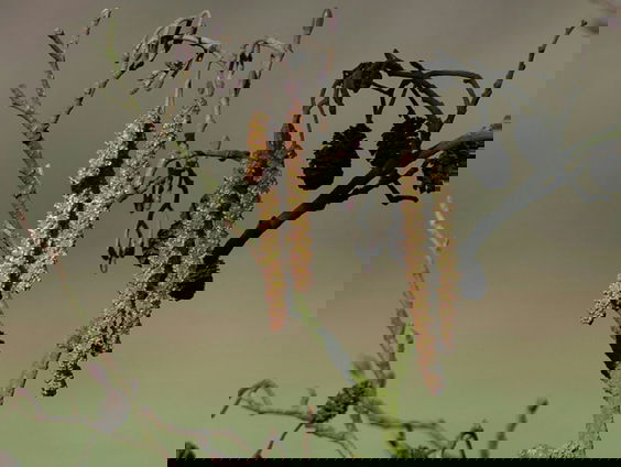 Fenolijn 22 januari 2023