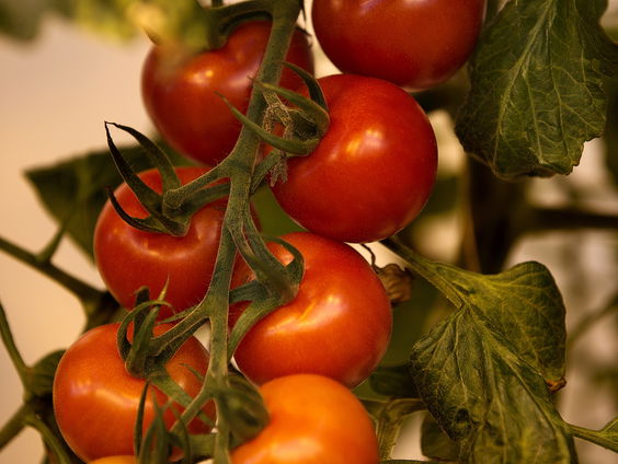 Planten maken geluid bij stress en droogte