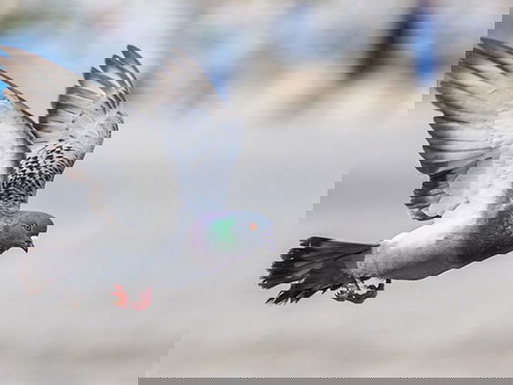 De duif als ultieme stadsbewoner