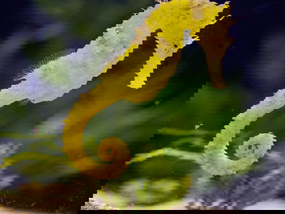 Herstelde zeepaardjes weer losgelaten in zee