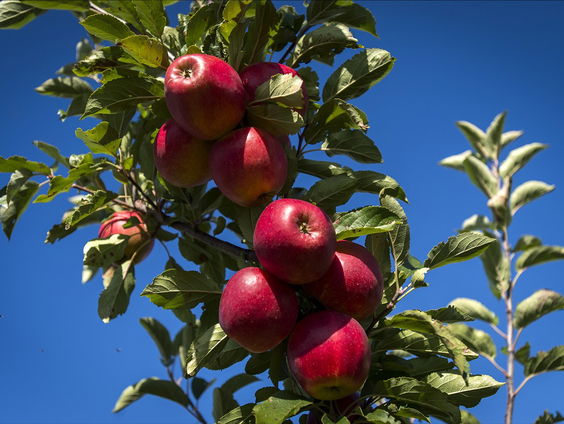 Plaats waar nooit wat gebeurt, krijgt eigen theaterstuk: "De schone van Boskoop"