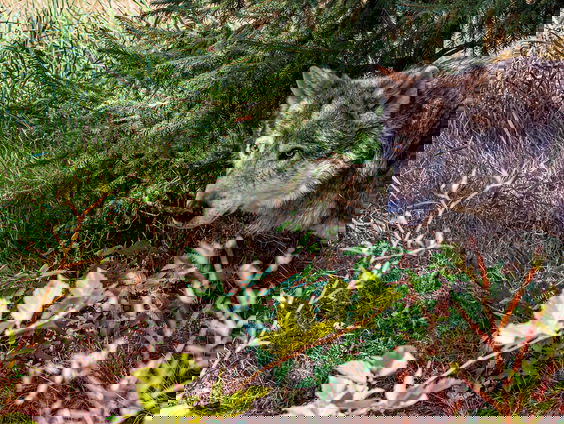 Drenthe worstelt met de wolf