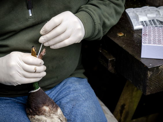 Moeten we de natuur haar gang laten gaan bij vogelgriep?