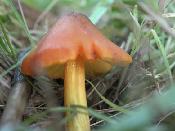 Zeldzame wasplaten kleuren begraafplaats Drenthe