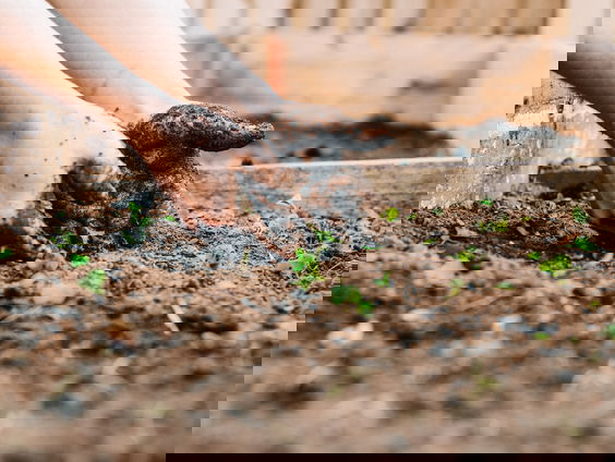 Studenten Sacha en Wytze willen een voedselbos bij iedere universiteit in Nederland