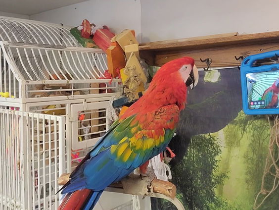 Papegaaien gezocht voor onderzoek naar absoluut of relatief gehoor