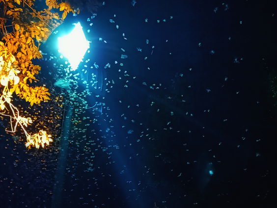 Hoe is de langste nacht van het jaar voor dieren en planten?