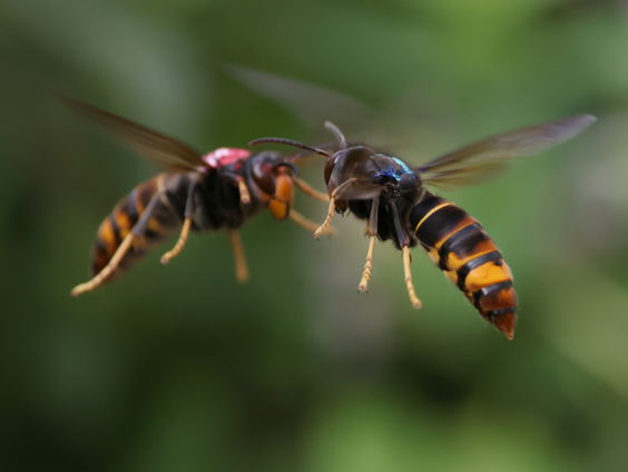 Strijd tegen horrorwesp hoornaar moet nu gestreden worden
