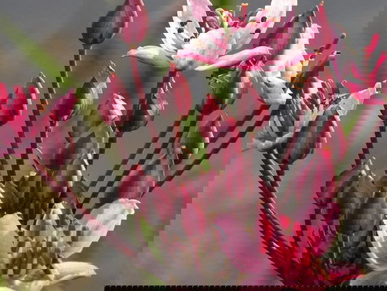 Fenolijn 25 juni 2023