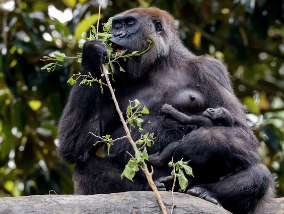 Mariska Kret brengt de gemoedstoestanden van chimpansees in kaart