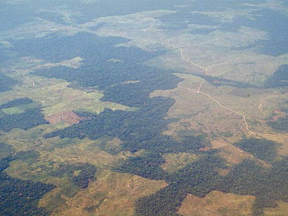 Nog maar vijf tot tien jaar om ontbossing om te keren