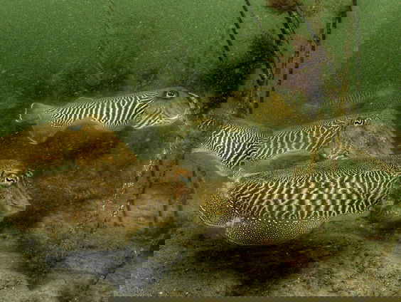 Kraamkamer van de zeekat blijft onbeschermd