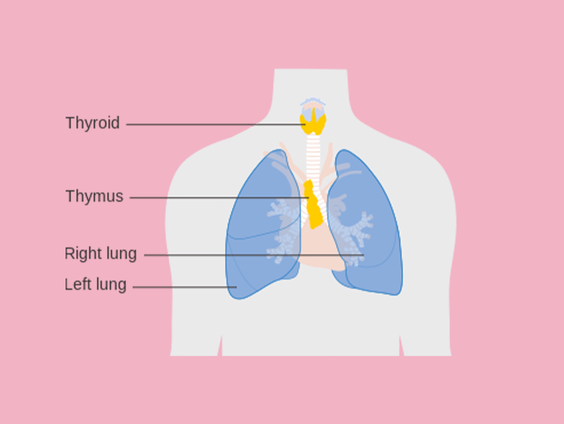 De zwezerik blijkt belangrijker dan gedacht