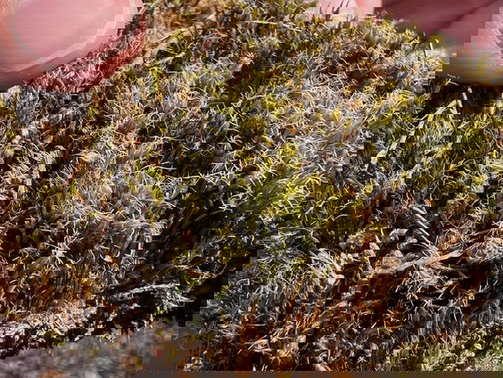 Hoe is het oprukkende tankmos te stoppen?