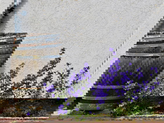 Van de Regenwater Alliantie moeten we meer gebruik van ons regenwater maken