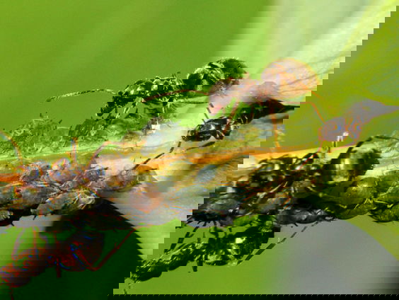 De luizenmelkers van het insectenrijk