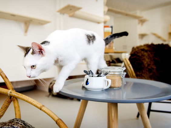 Kattencafé geopend op de Gazastrook