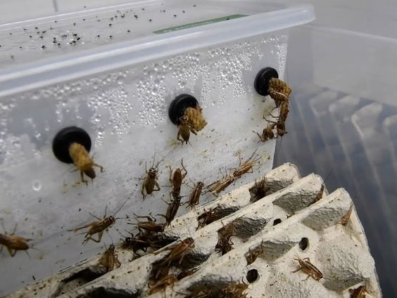 Krekelboerderijen in opkomst als alternatief voor veehouderij