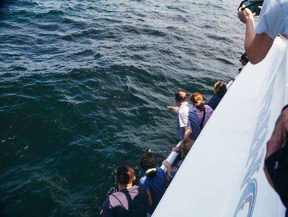 Reportage: Walvissen in New York