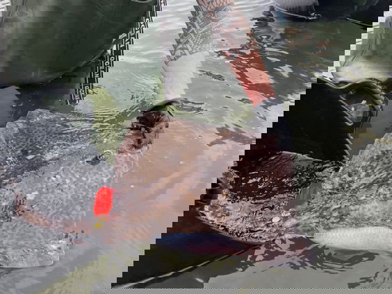 Roggenonderzoek pleit voor veranderingen in visserij Noordzee