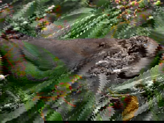 Merel is echte klimop-vogel