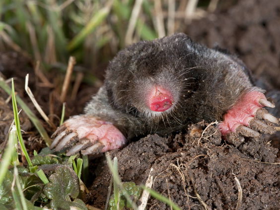 Mollen, roeken, wespen en marters zijn wél leuk!