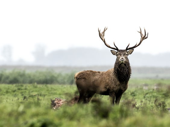 In de Oostvaardersplassen worden 1600 edelherten geschoten