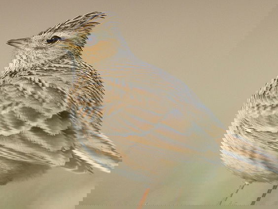 Fenolijn 12 november 2023