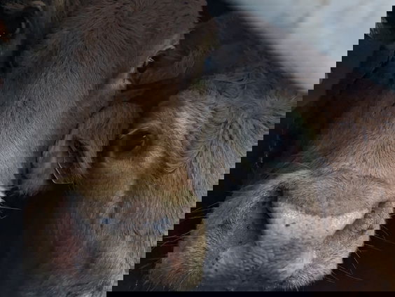 Misstanden in veetransport worden niet effectief bestreden