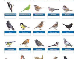 De jaarlijkse Nationale Tuinvogeltelling