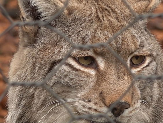 Als de wolf over de dam is, volgt de lynx