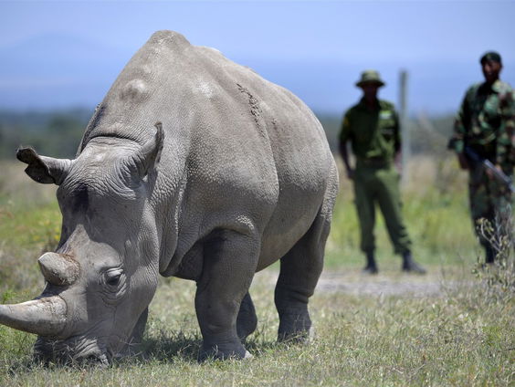 Op zoek naar de laatste neushoorn