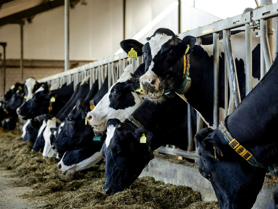 Geen hulp van het Rijk voor ruim 250 boeren zonder stikstofvergunning