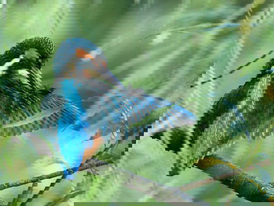 Van vliegtuigen tot ventilatie, wat leren we van vogels?