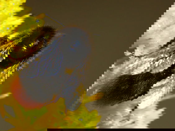 Fenolijn 4 juni 2023