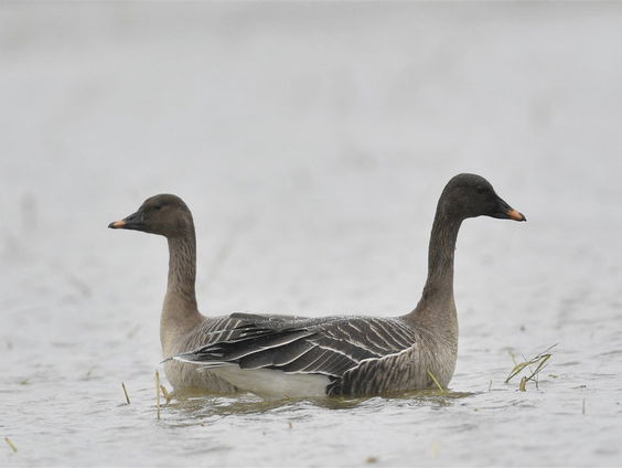 Ganzen passen zich aan op klimaatverandering