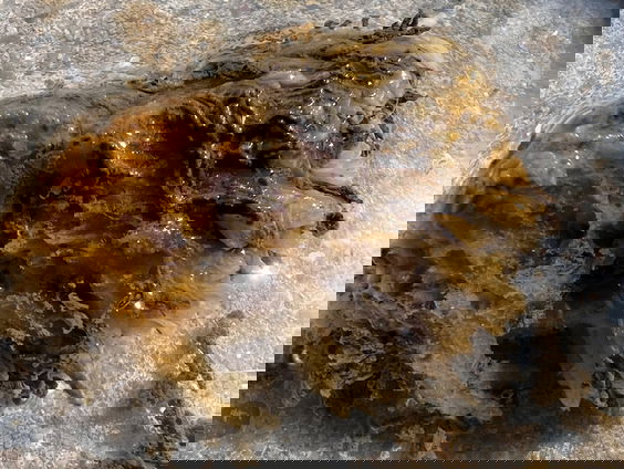 Exotische vlokreeft woekert in Oosterschelde