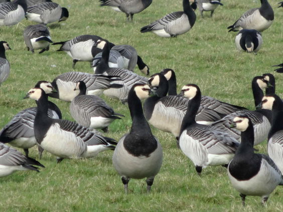 De gans is het nieuwe stikstof voor de boer