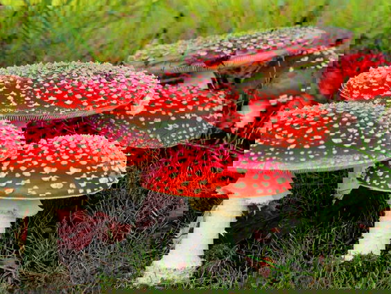 Fenolijn 15 oktober 2023