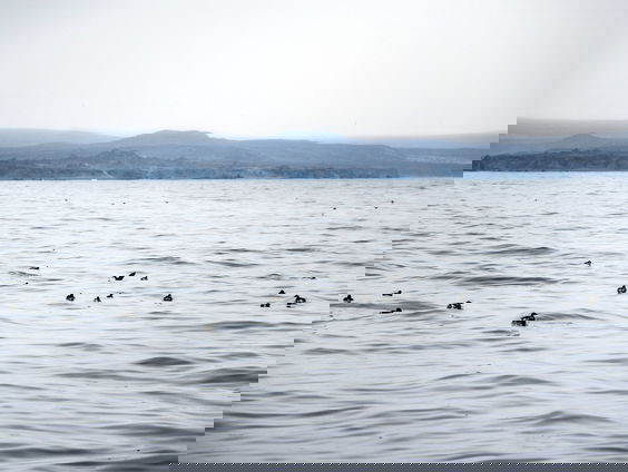Wat doen 'forever chemicals' op de bodem van de Stille Oceaan?
