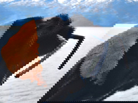 Transformatie als hommel