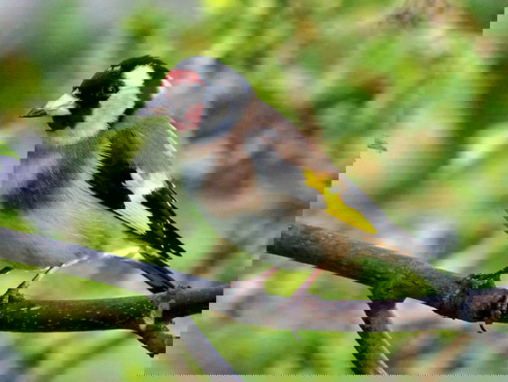 Cursus vogelzang: putter