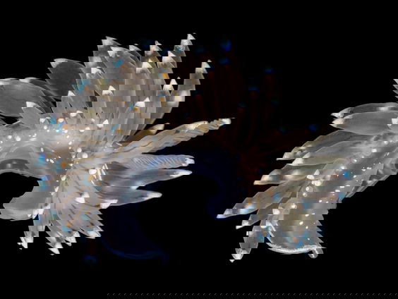 Van blauwtipje tot blaasjeskrab: de pracht van kleine zeedieren