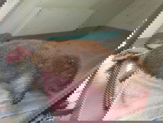 Bever van 130 cm lang ontleed bij Naturalis: 'Het is een super, supergroot dier!'