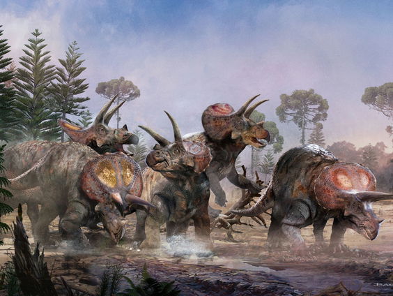 Triceratops was groepsdier