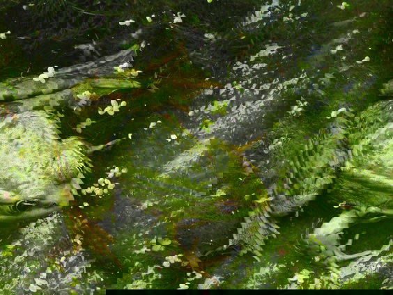 Heeft de klimaatverandering invloed op kikkers?