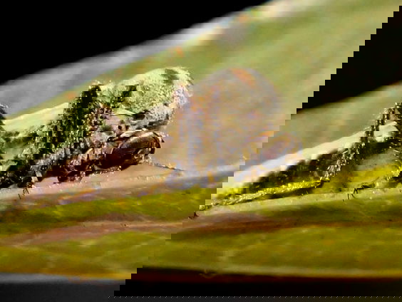 Knut die blauwtong overbrengt houdt niet van natte natuur