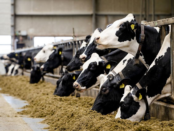 Voorzichtig positieve reacties op 'stopbonus' voor boeren