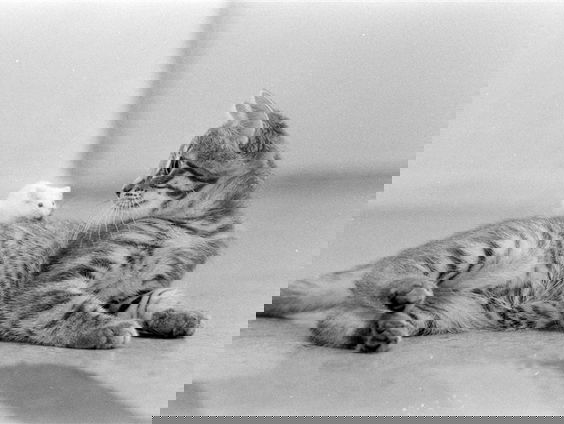 Moeten katten een avondklok krijgen in het broedseizoen?